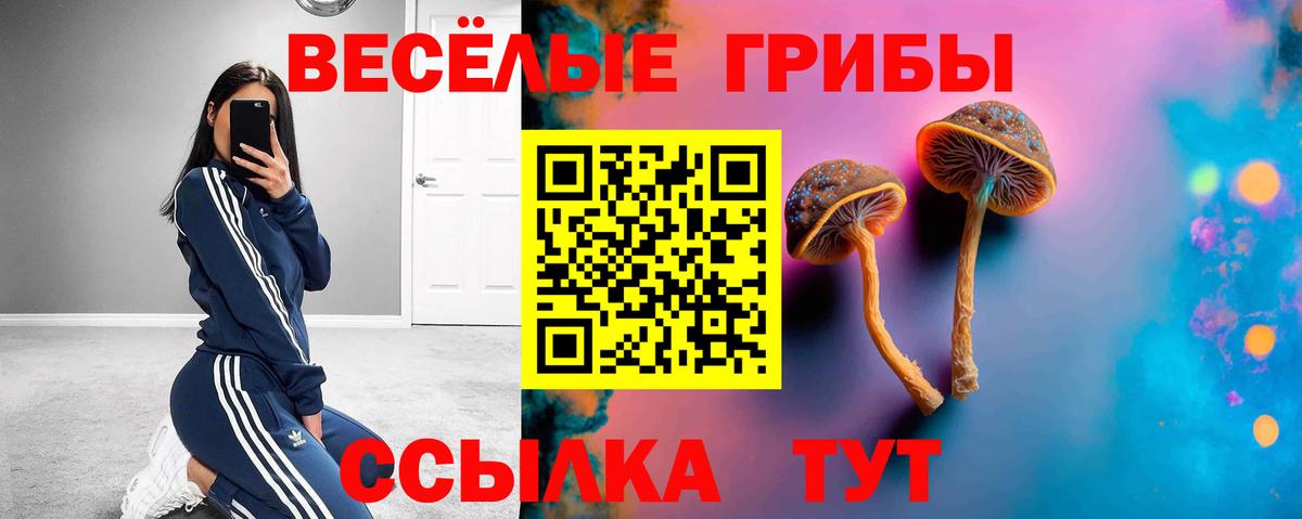 Тара  Галлюциногенные грибы Psilocybine cubensis  Вход с VPN 